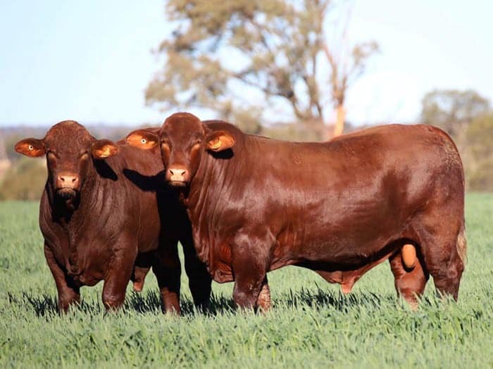 Are santa gertrudis cattle aggressive