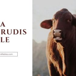 Are santa gertrudis cattle aggressive