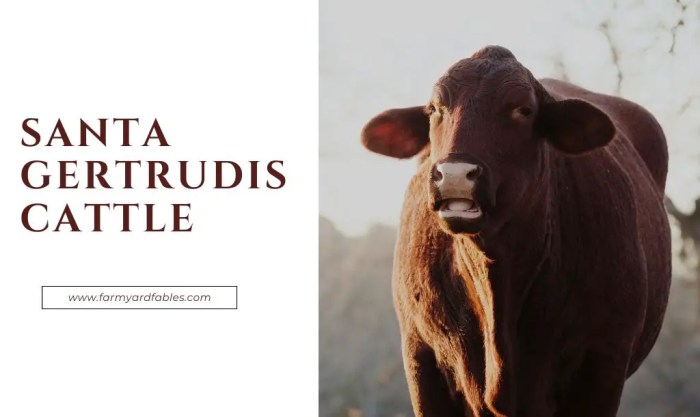 Are santa gertrudis cattle aggressive