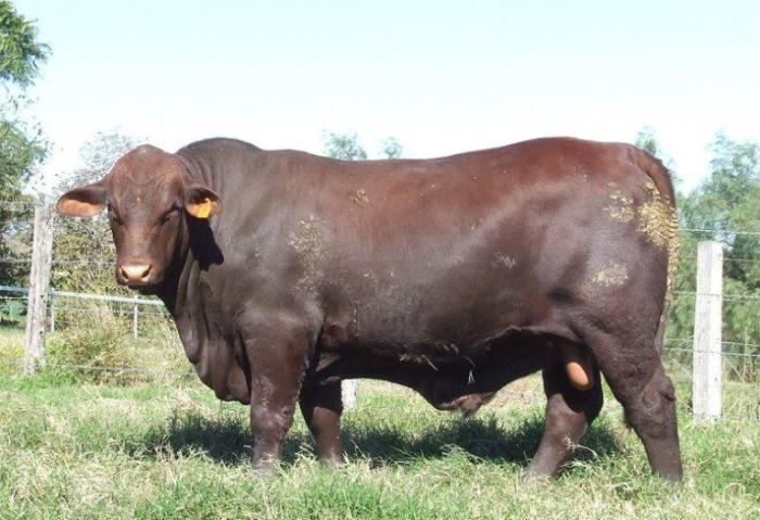 Gertrudis cattle