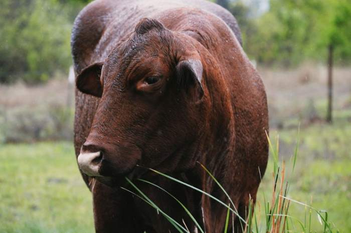 Gertrudis cattle