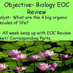 Biology review packet for eoc