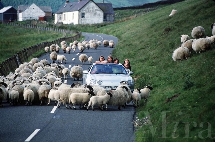 When you see livestock near the roadway you should