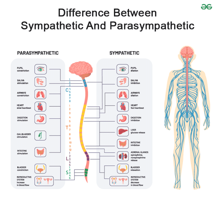 Table 14.3 characteristics of the sympathetic and parasympathetic nervous system