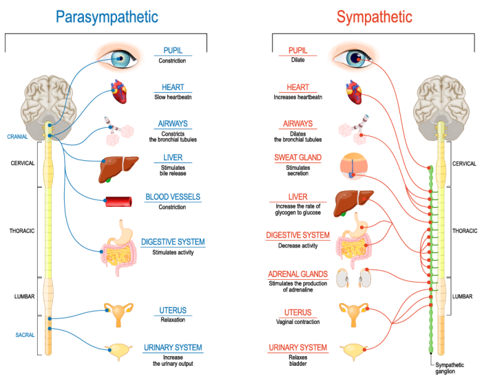 Table 14.3 characteristics of the sympathetic and parasympathetic nervous system
